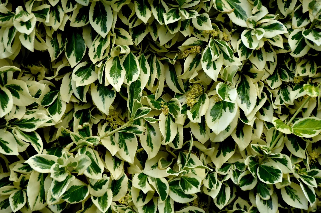leaves-1518718-1280