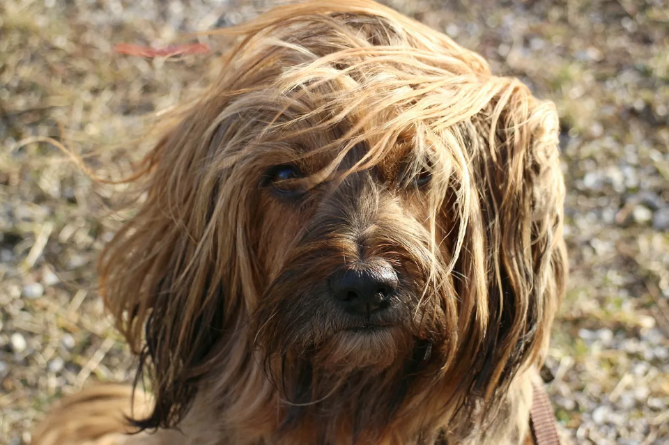 Hund Fellanalyse Hund Fellanalyse